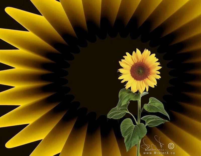 A realistic sunflower plant is seen in front of a background of an abstract sunflower.