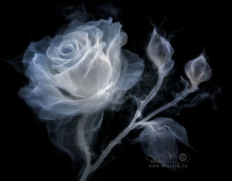 A wispy translucent image of the spirit/ghost of a rose.